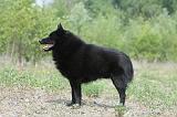 SCHIPPERKE 551